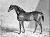 stallion Liverpool xx (Thoroughbred, 1828, from Tramp xx)