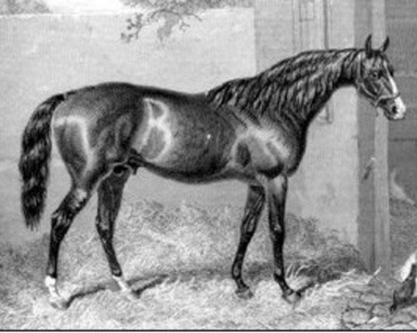 stallion Longbow xx (Thoroughbred, 1849, from Ithuriel xx)