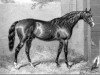 stallion Longbow xx (Thoroughbred, 1849, from Ithuriel xx)