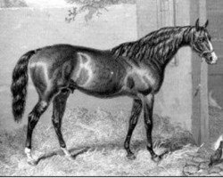 stallion Longbow xx (Thoroughbred, 1849, from Ithuriel xx)