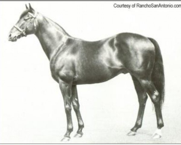 stallion Tudor Minstrel xx (Thoroughbred, 1944, from Owen Tudor xx)