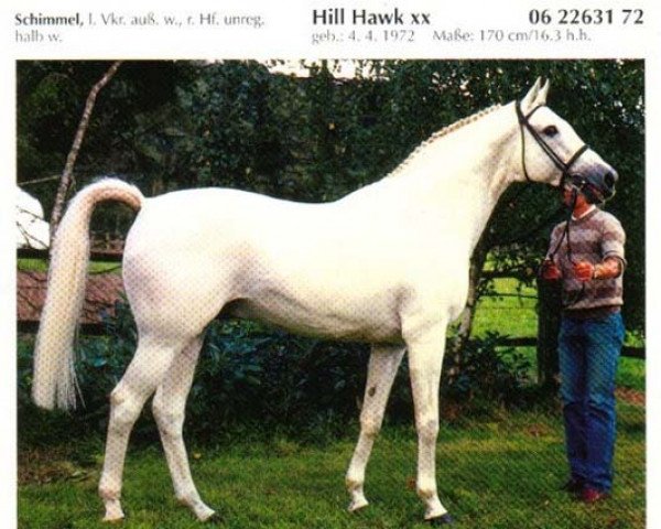 Pferd Hill Hawk xx (Englisches Vollblut, 1972, von Sea Hawk xx)