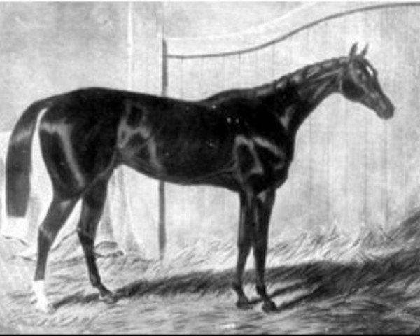 stallion The Emperor xx (Thoroughbred, 1841, from Defence xx)