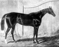 stallion The Emperor xx (Thoroughbred, 1841, from Defence xx)