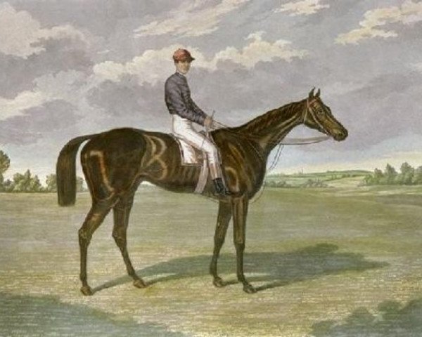 stallion Favonius xx (Thoroughbred, 1868, from Parmesan xx)