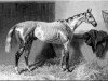 stallion Chanticleer xx (Thoroughbred, 1843, from Birdcatcher xx)