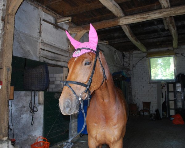 jumper Golden Gloria (German Sport Horse, 2005, from Lichtblick TSF)