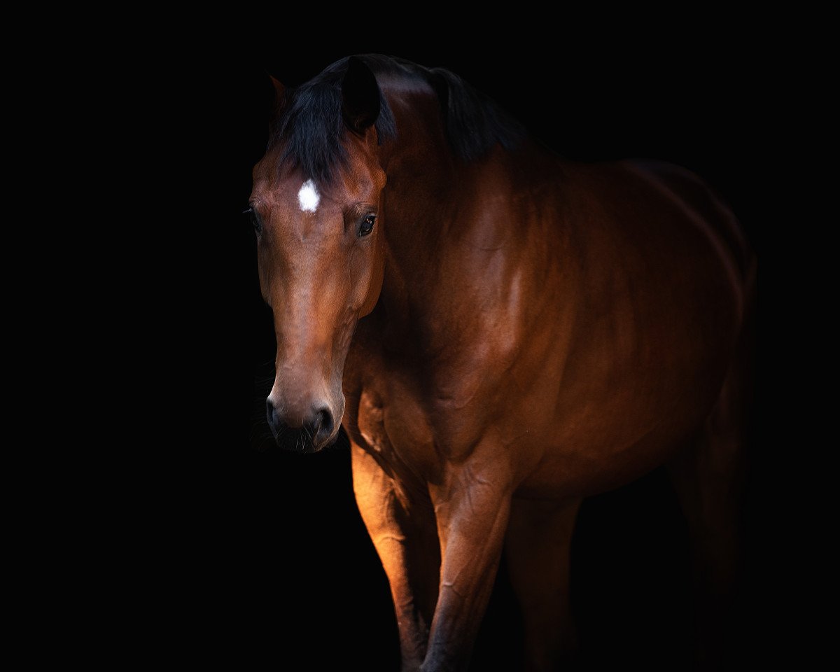 Dressurpferd Raven's Diamond (Deutsches Sportpferd, 2016, von Borsalino)