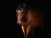 dressage horse Raven's Diamond (German Sport Horse, 2016, from Borsalino)