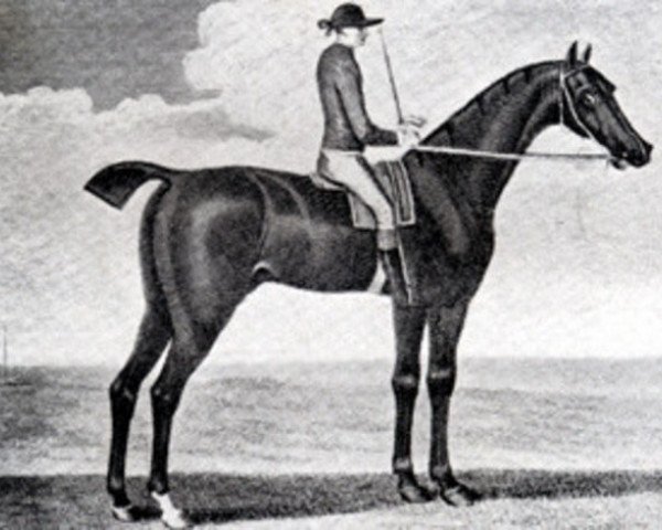 stallion Babraham xx (Thoroughbred, 1740, from Godolphin Arabian)