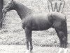 stallion Foxiland xx (Thoroughbred, 1983, from Falkland xx)