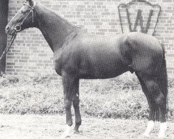 stallion Foxiland xx (Thoroughbred, 1983, from Falkland xx)