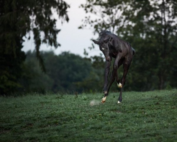 dressage horse Dark Damon (Westphalian, 2020, from Danestos)