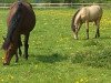 broodmare Dolores Zethajones (German Riding Pony, 1998, from Derengo)