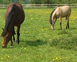 Zuchtstute Dolores Zethajones (Deutsches Reitpony, 1998, von Derengo)