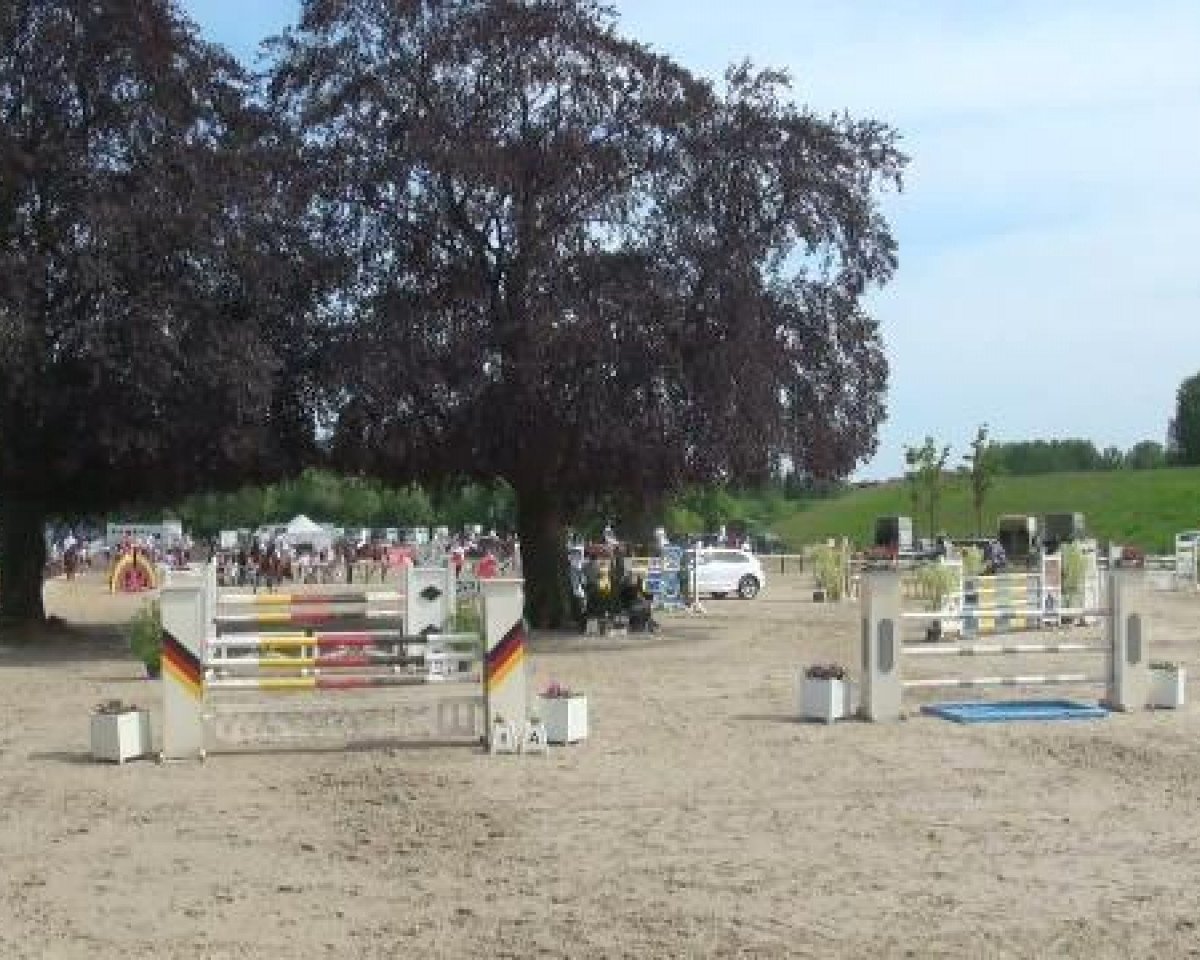 Springpferd Rubens 117 (Oldenburger, 2001, von Rubinstein I)