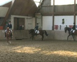 dressage horse Don Diego J (Rhinelander, 2001, from Don Bedo I)