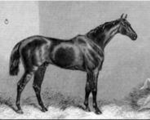 stallion Pero Gomez xx (Thoroughbred, 1866, from Beadsman xx)