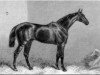 stallion Pero Gomez xx (Thoroughbred, 1866, from Beadsman xx)