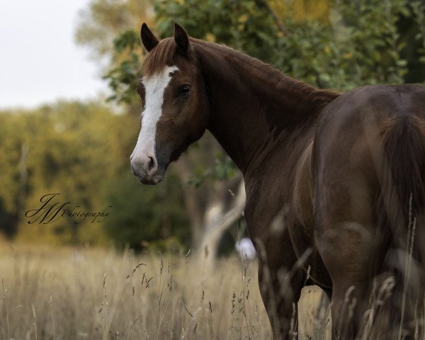 horse Cosmo (Freiberger, 2019, from Hélixir)