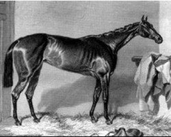 broodmare Catherine Hayes xx (Thoroughbred, 1850, from Lanercost xx)