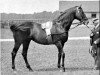 stallion Morion xx (Thoroughbred, 1887, from Barcaldine xx)