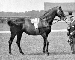 stallion Morion xx (Thoroughbred, 1887, from Barcaldine xx)