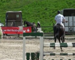 jumper Quindero (Holsteiner, 2003, from Quintero)