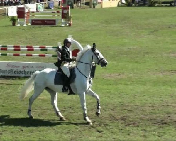 jumper Classic As (Hanoverian, 2001, from Calido I)