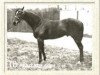 horse Ajax xx (Thoroughbred, 1901, from Flying Fox xx)