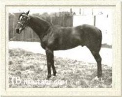 stallion Ajax xx (Thoroughbred, 1901, from Flying Fox xx)