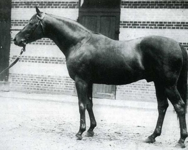 stallion Teddy xx (Thoroughbred, 1913, from Ajax xx)