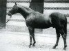 stallion Teddy xx (Thoroughbred, 1913, from Ajax xx)