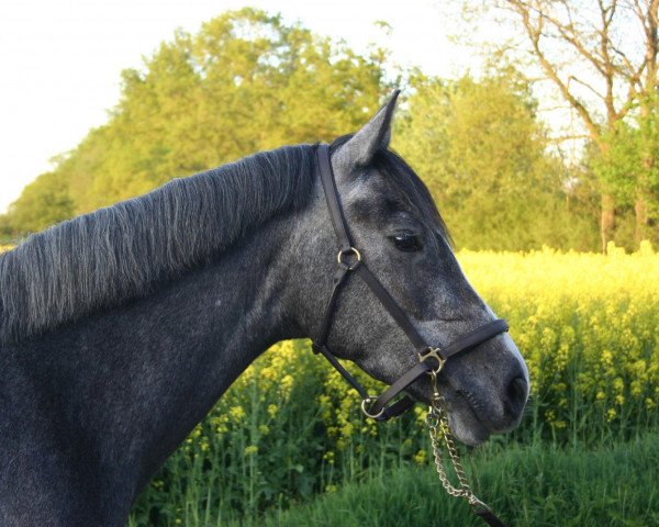 Springpferd Cimba W (Westfale, 2004, von Carolus I)