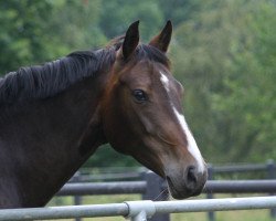 broodmare Tawia (Holsteiner, 2003, from Cosimo)