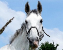 Pferd Legolas (Hessisches Warmblut, 2001, von Lucky Lionell)