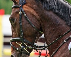 jumper Coradino (Holsteiner, 2005, from Contender)