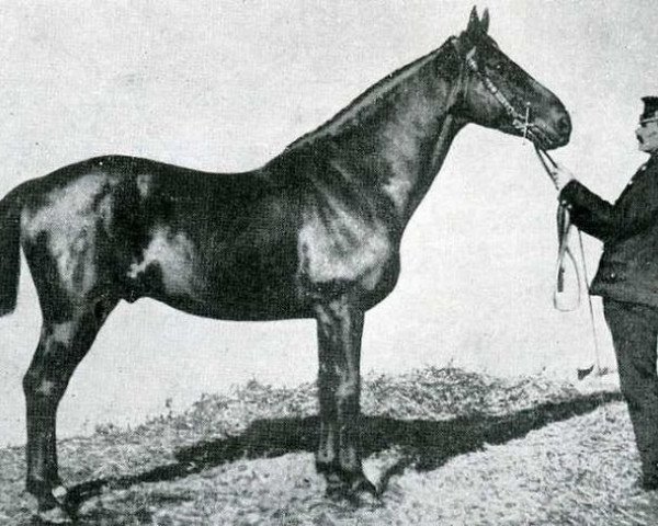 stallion Normand (FR) (French Trotter, 1869, from Divus (FR))