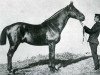 stallion Normand (FR) (French Trotter, 1869, from Divus (FR))