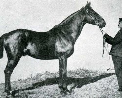 stallion Normand (FR) (French Trotter, 1869, from Divus (FR))