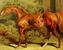 stallion Eclipse xx (Thoroughbred, 1764, from Marske xx)