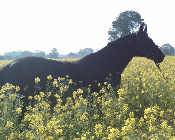 horse Walesca (Hanoverian, 1996, from Wiener Star)