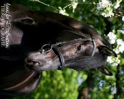 stallion Conti W (Zweibrücken, 2007, from Con Amore)