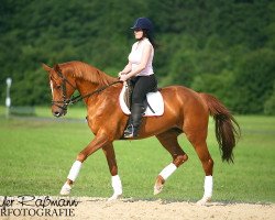 broodmare Belle Rouge (Trakehner, 1993, from Abisko)