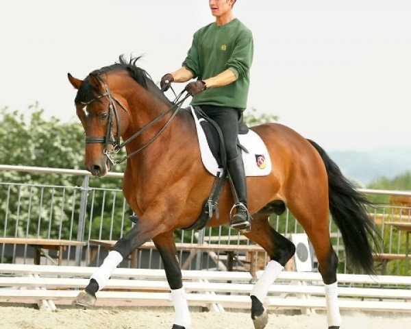 stallion Chalabre II (Zweibrücken, 2003, from Carnando)