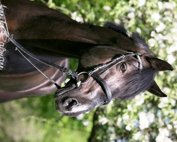 stallion Lord Nobel S (Oldenburg, 1992, from Lord Liberty)