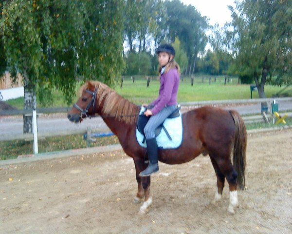 Pferd Gruthuis Remco (Welsh Pony (Sek.B), 1989, von Ysselvliedts Primeur)