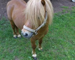 Deckhengst Little Stuart (Shetland Pony (unter 87 cm), 2007)