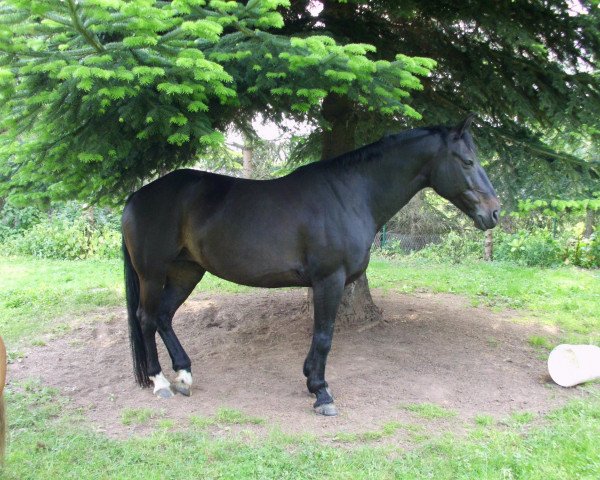 dressage horse Beauty (Quarter Horse, 1991)