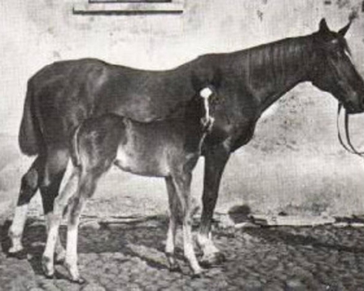 Zuchtstute Moba (Trakehner, 1887, von Lollypop xx)